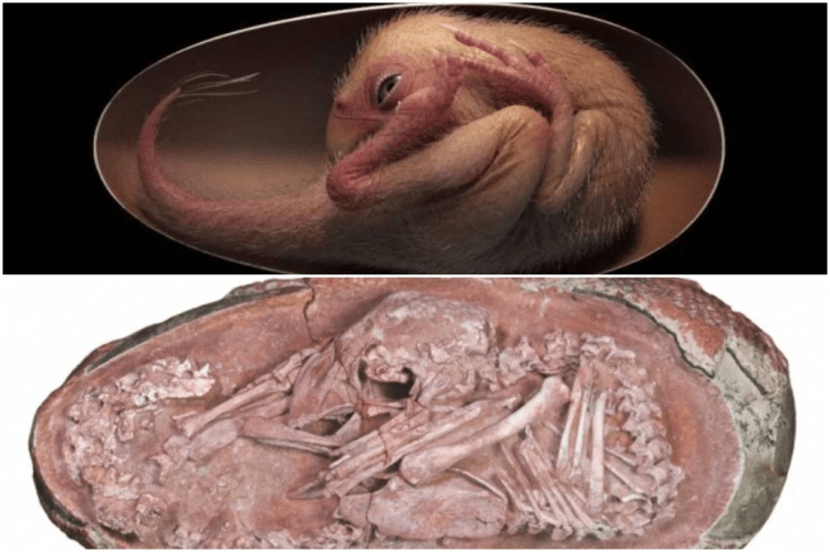 O ovo do&nbsp;dinossauro